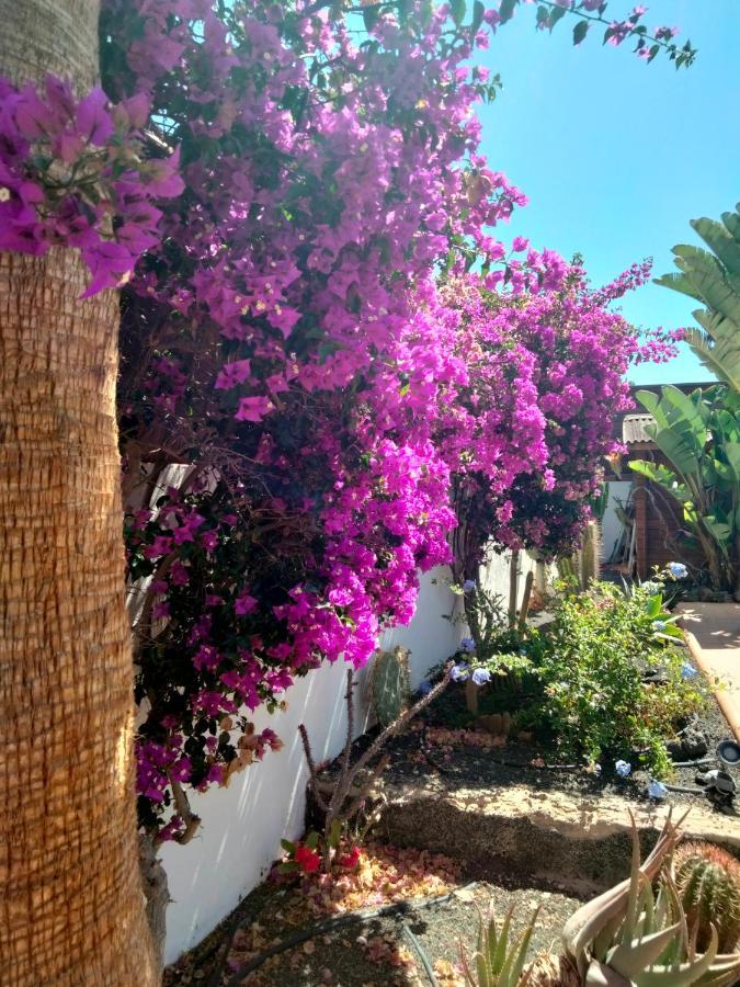 Villa Rosa Meravigliosa Con Piscina Interna Corralejo Eksteriør billede